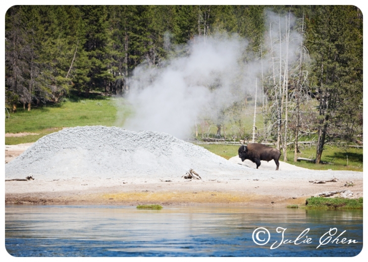 Yellowstone Photo_0001